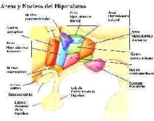 Hipotálamo (Tomado de www. educa.  Hipotálamo (Tomado de www. educa.