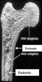 Hueso esponjoso y compacto