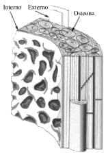 Reconstrucción tridimensional del hueso cortical o compacto