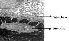 Macrofotografía electrónica