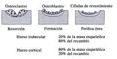 Remodelamiento óseo. Remodelamiento óseo.