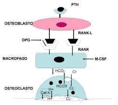 Interacciones entre osteoblasto y osteoclasto Interacciones entre osteoblasto y osteoclasto