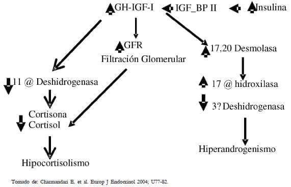 filtración glomerular de hiperandrogenismo filtración glomerular de hiperandrogenismo