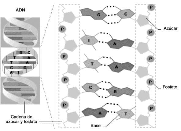 Composicion del DNA Composicion del DNA