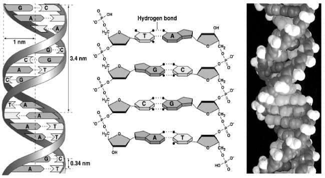 biologia molecular biologia molecular