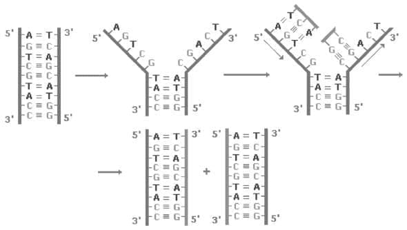aspectos basicos biologia molecular aspectos basicos biologia molecular