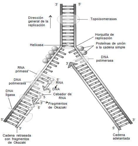 Replicacion del DNA Replicacion del DNA