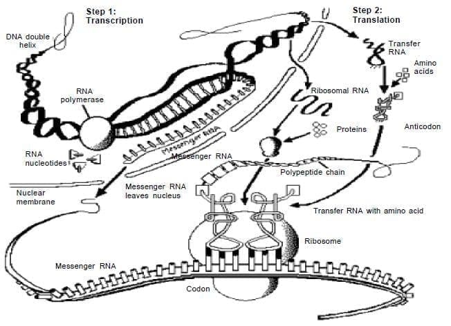 Sintesis de proteinas. Sintesis de proteinas.