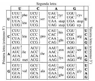 Clave genetica Clave genetica