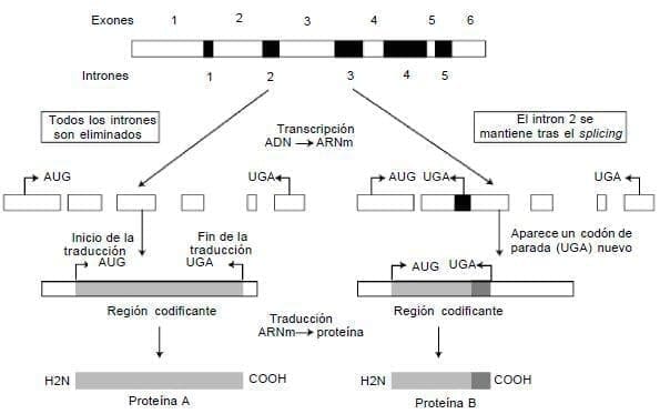 principios basicos de biologia principios basicos de biologia