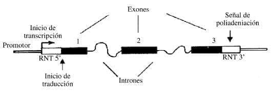 Transcripcion de RNA Transcripcion de RNA