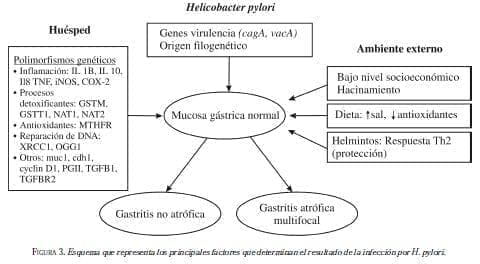 Esquema que Representa Helicobacter Pylori