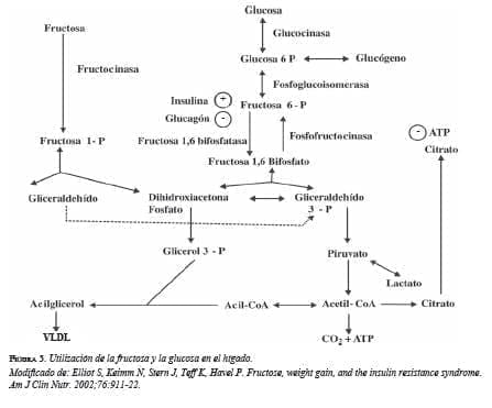 Utilización de la Fructosa y la Glucosa del Hígado