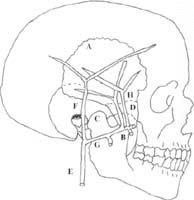 Anatomía del músculo temporal
