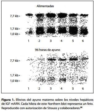 Efectos del Ayuno Materno Efectos del Ayuno Materno