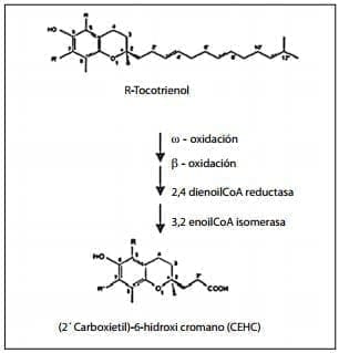 Mecanismo de degradación de la cadena lateral de los tocotrienoles Mecanismo de degradación de la cadena lateral de los tocotrienoles