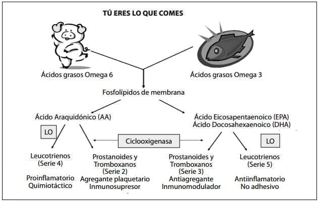 Ciclo metabólico de los ácidos grasos Ciclo metabólico de los ácidos grasos