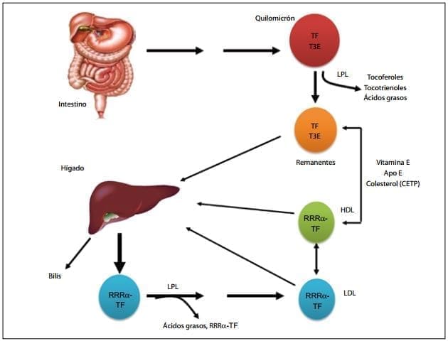 Transporte de la vitamina E durante el catabolismo Transporte de la vitamina E durante el catabolismo