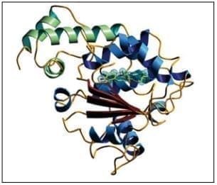 Estructura secundaria de la proteína a-TTP Estructura secundaria de la proteína a-TTP