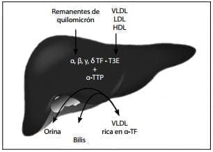 Regulación hepática de la vitamina E Regulación hepática de la vitamina E