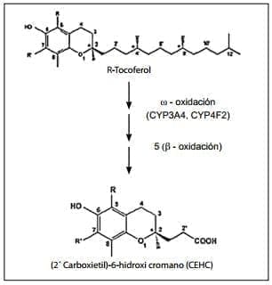 Mecanismo de degradación de la cadena lateral de los tocoferoles Mecanismo de degradación de la cadena lateral de los tocoferoles