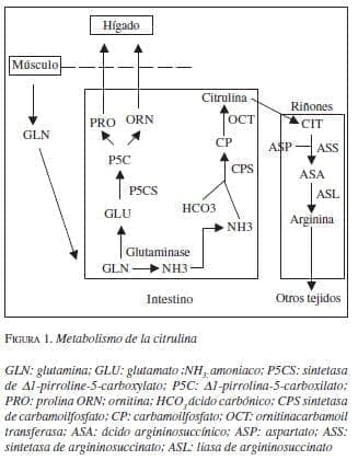 Metabolismo de la Citrulina