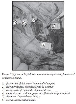 Aparte de la Piel encontramos Planos en el Conducto Inguinal Aparte de la Piel encontramos Planos en el Conducto Inguinal