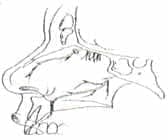 Inervación septum nasal Inervación septum nasal