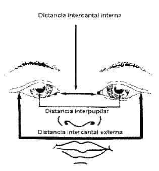 Distancia intercantal interna