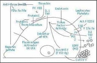 Papel de las células endoteliales (ECg)