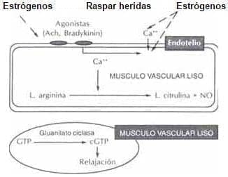 Efectos de los esteroides sexuales en el aumento de las concentraciones de Calcio y contracción muscular