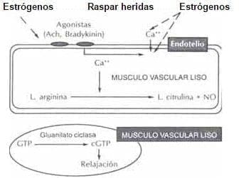 Efecto de los estrógenos sobre la síntesis de óxido nítrico, Endotelio y Estrógeno