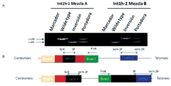 Esquematización Grafica de la Técnica LD PCR para la Detección de la INV Esquematización Grafica de la Técnica LD PCR para la Detección de la INV