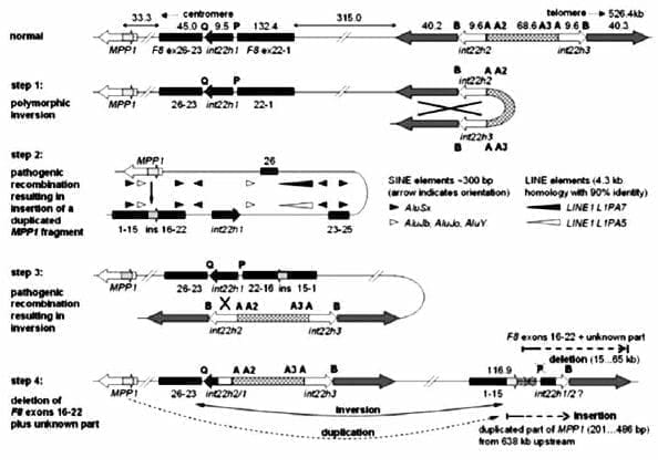 Deleción de Exones del FVIII, Anexo 6 Deleción de Exones del FVIII, Anexo 6