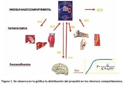 Distribución del Propofol en los Diversos Compartimentos Distribución del Propofol en los Diversos Compartimentos