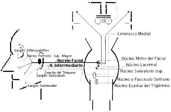 Núcleos del Nervio Facial en el tronco cerebral