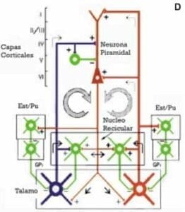 Diagrama de sistemas talamo corticales Diagrama de sistemas talamo corticales