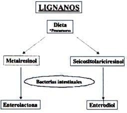 Lignanos Lignanos