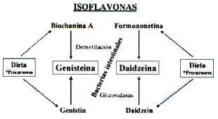 Isoflavonas Isoflavonas