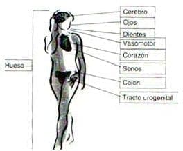 Órganos y sistemas afectados por la menopausia