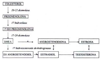 Metabolismo Metabolismo