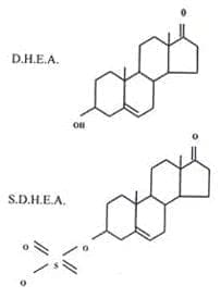 forma sulfatada DHEA forma sulfatada DHEA