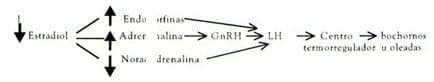 Disminucion estrogeno liberacion endorfinas Disminucion estrogeno liberacion endorfinas