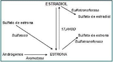 Transformación metabólica de los estrógenos en el tejido mamario (47).