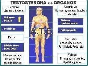 Testosterona  organos Testosterona  organos