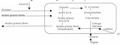 Fisiología del tejido adiposo