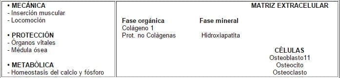 Funciones principales del Hueso Funciones principales del Hueso