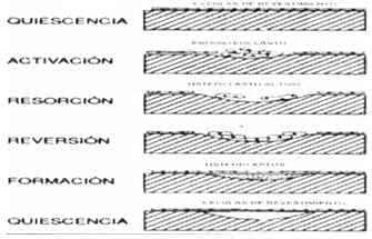 Fases del remodelado óseo Fases del remodelado óseo
