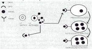 Mecanismo de relación de sistema inmune y remodelado óseo. Mecanismo de relación de sistema inmune y remodelado óseo.