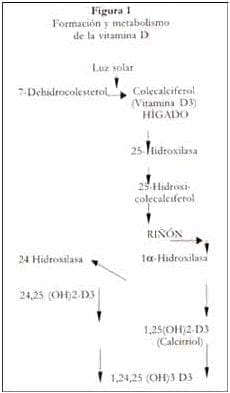 Formación y metabolismo de la vitamina D Formación y metabolismo de la vitamina D